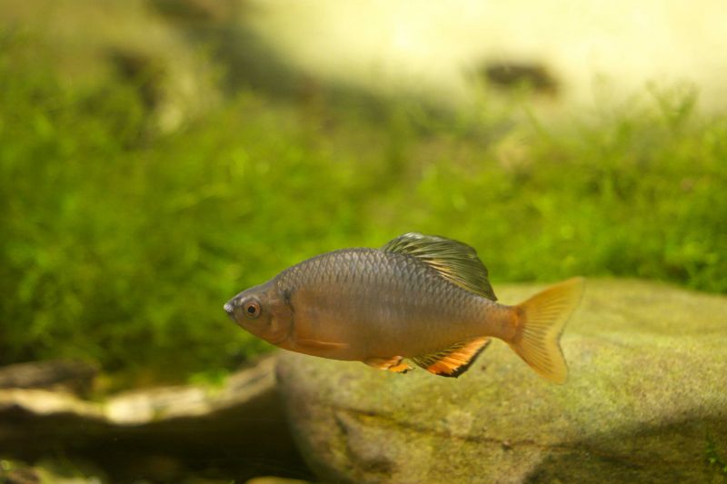 nghệ thuật câu cá tanago nghệ thuật câu cá tanago
